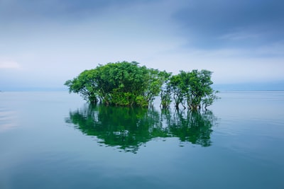 绿色的树在水体在白天多云的天空下
